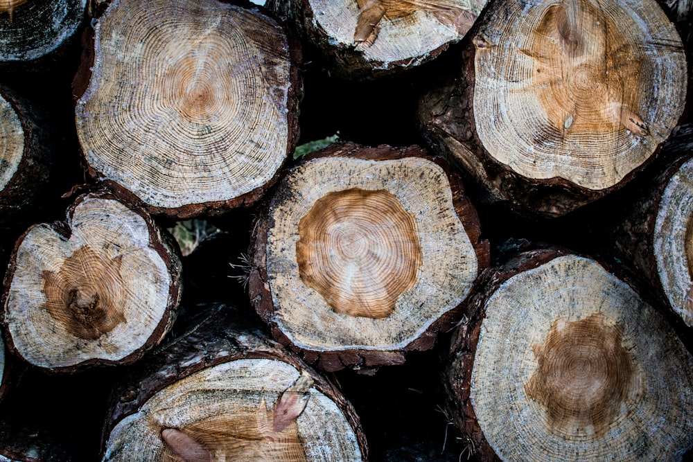 photo of wood logs