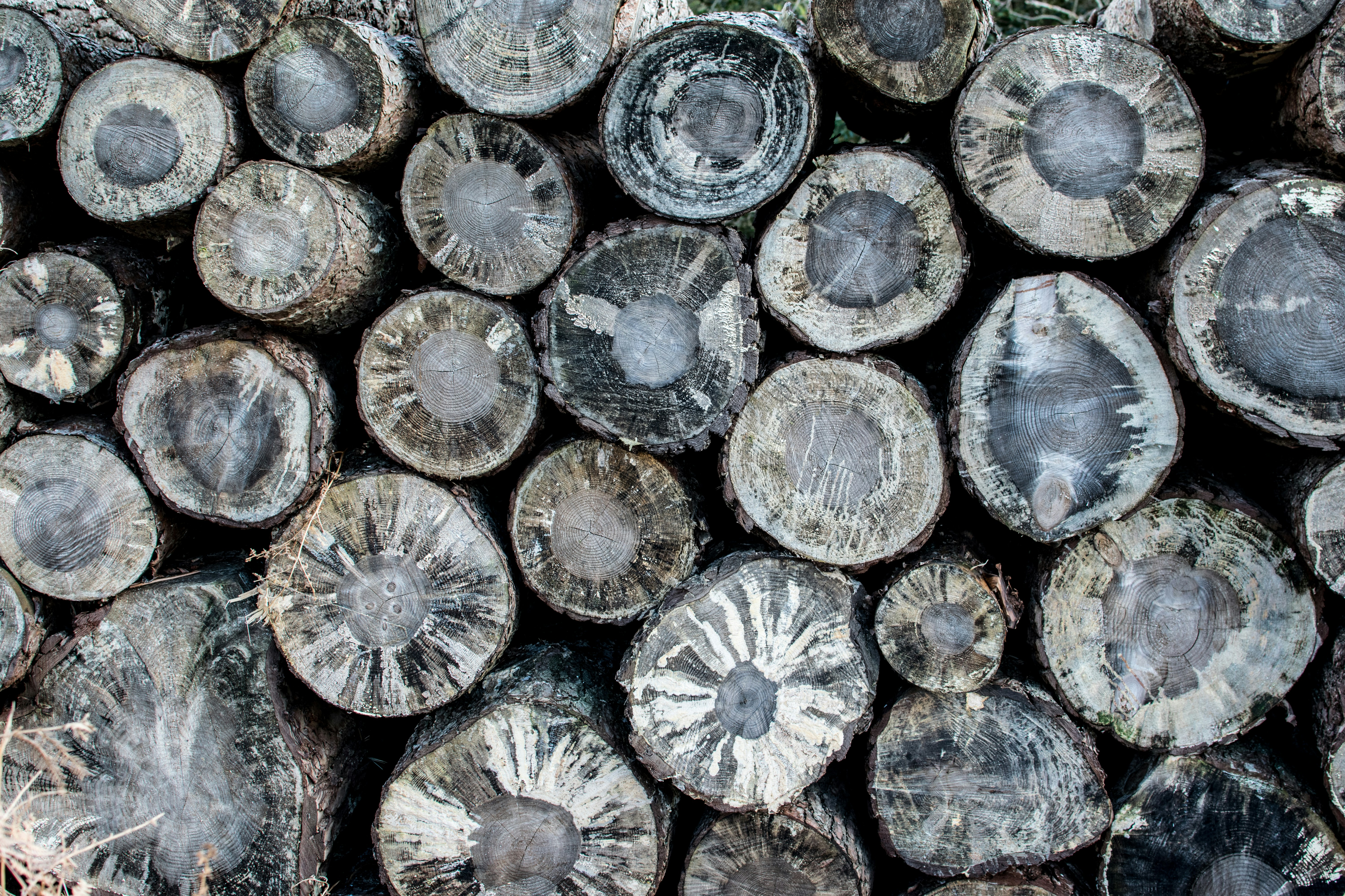 brown logs, Beautiful view of trees trunks with different growth rings