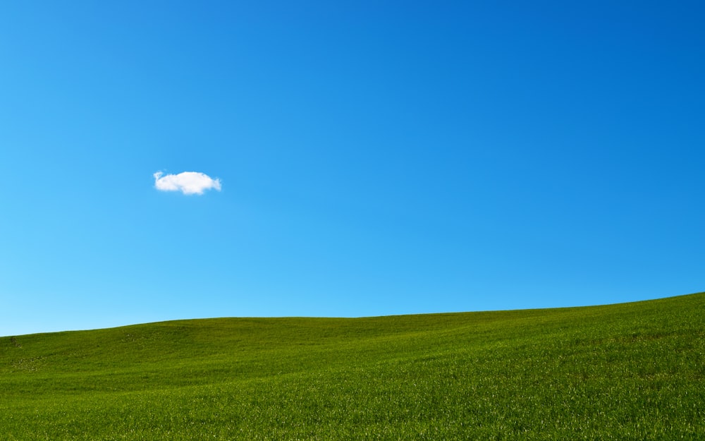 campo di erba verde sotto il cielo blu