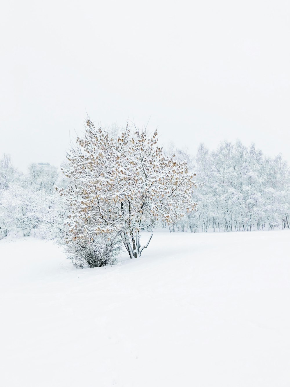 albero coperto di neve