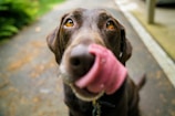 adult chocolate Labrador retriever after a soothing canine massage in Wilmington, NC