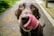 adult chocolate Labrador retriever