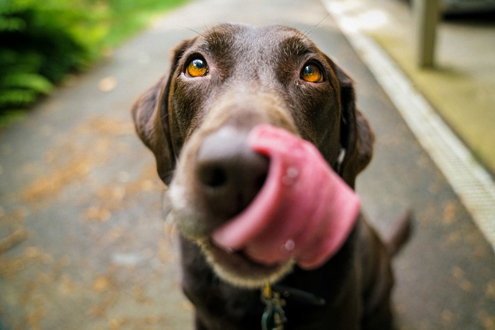 adult chocolate Labrador retriever