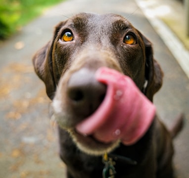 adult chocolate Labrador retriever