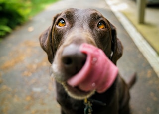 adult chocolate Labrador retriever