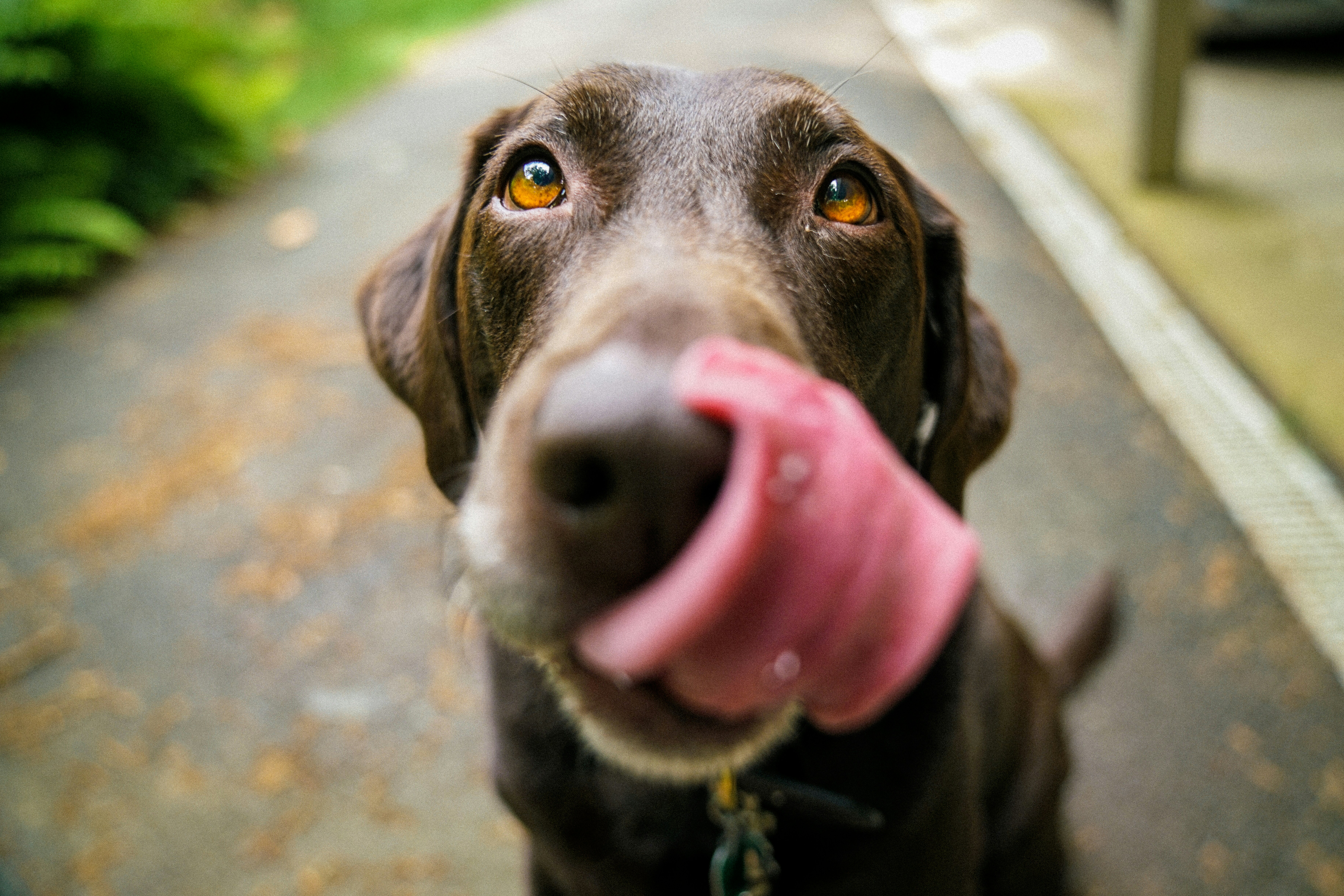 Dog Training For Children: Family-friendly Methods