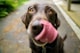 Black Lab
