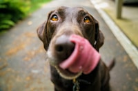 James R.'s happy dog