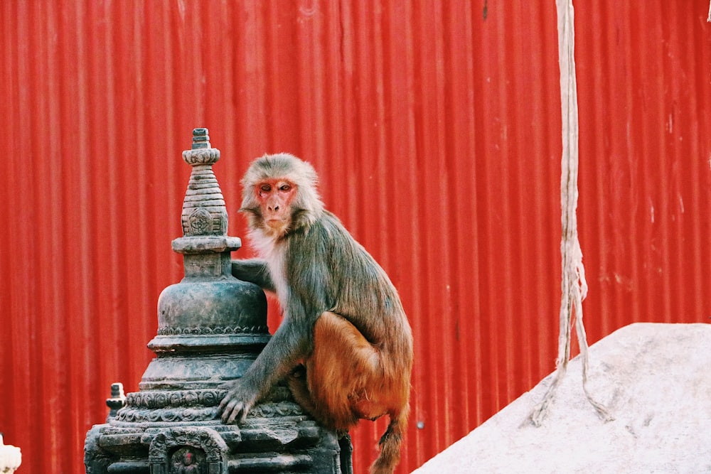 monkey on gray metal storage