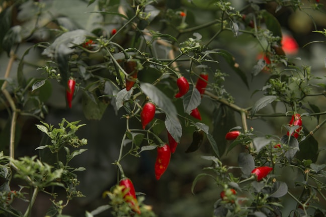 Red chili peppers hanging in a sunlit kitchen window.
