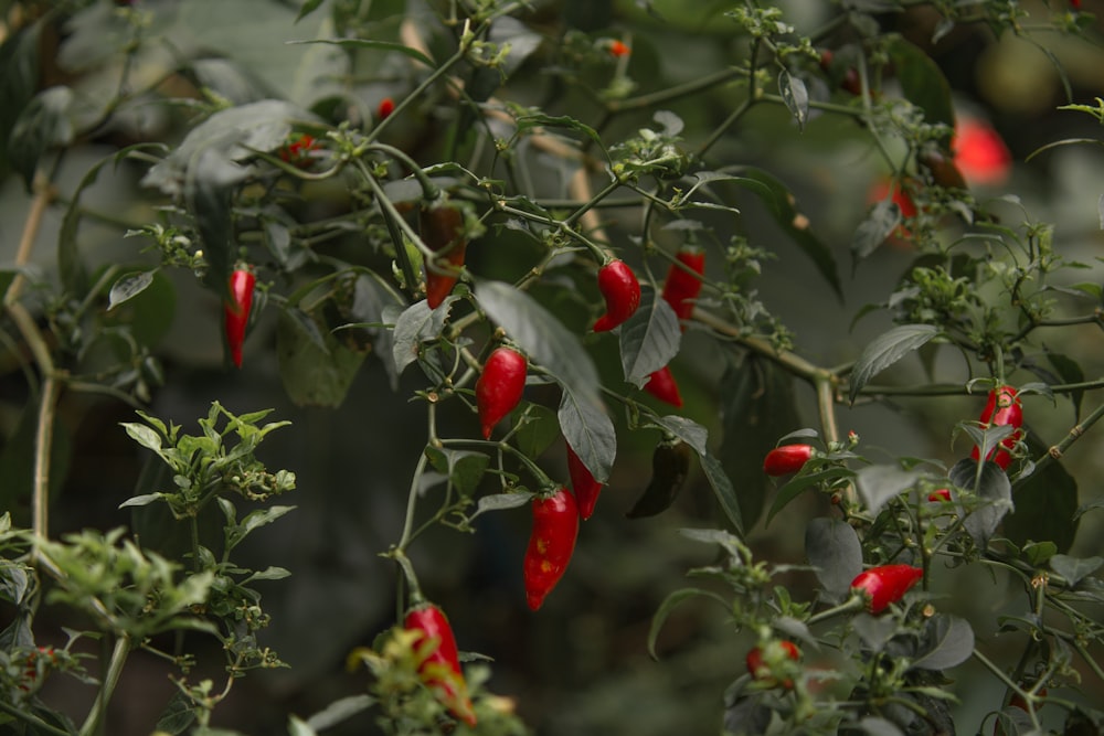 Planta de pimenta vermelha