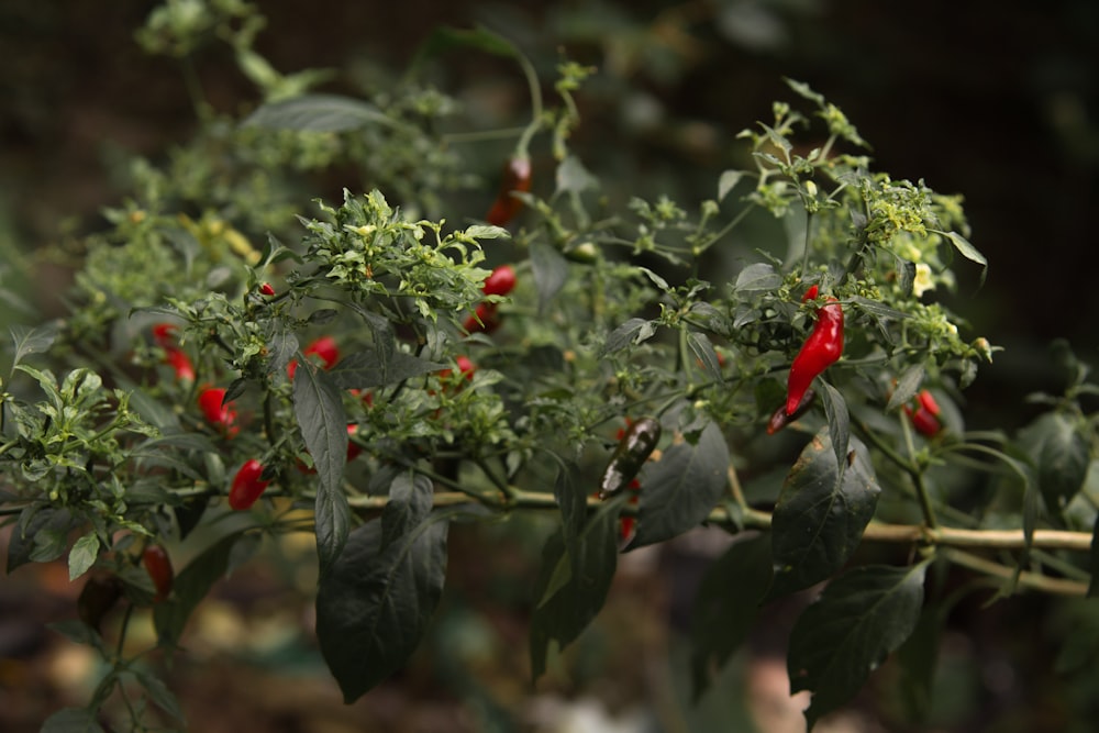 chili plant