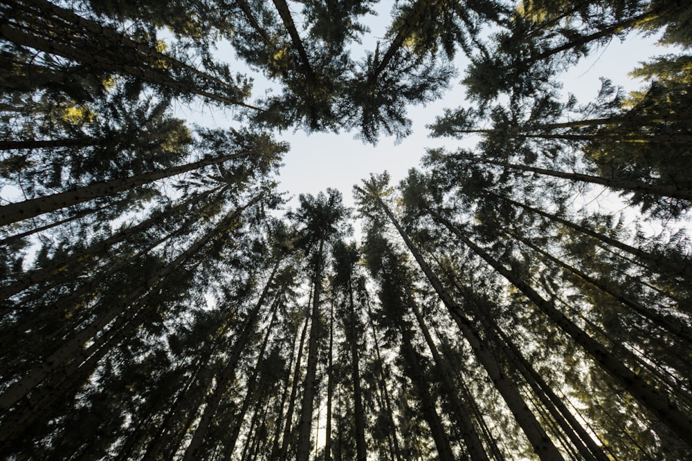 worm's eye view photography of green tropical trees