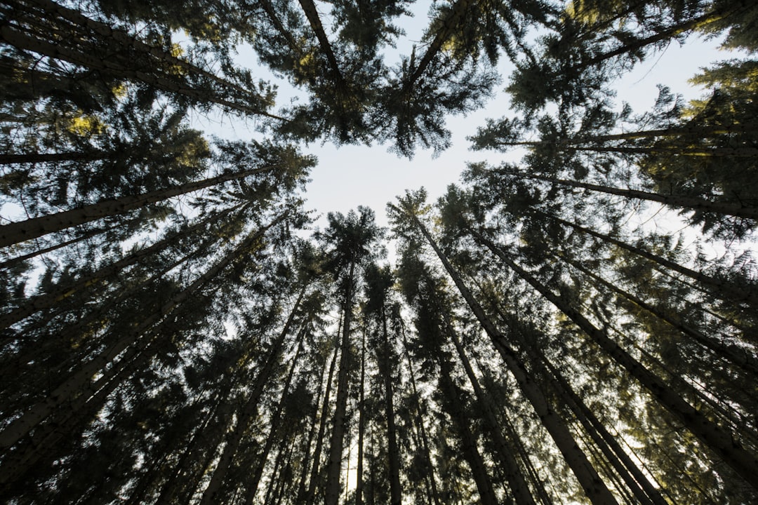 Forest photo spot Sisjön Sweden