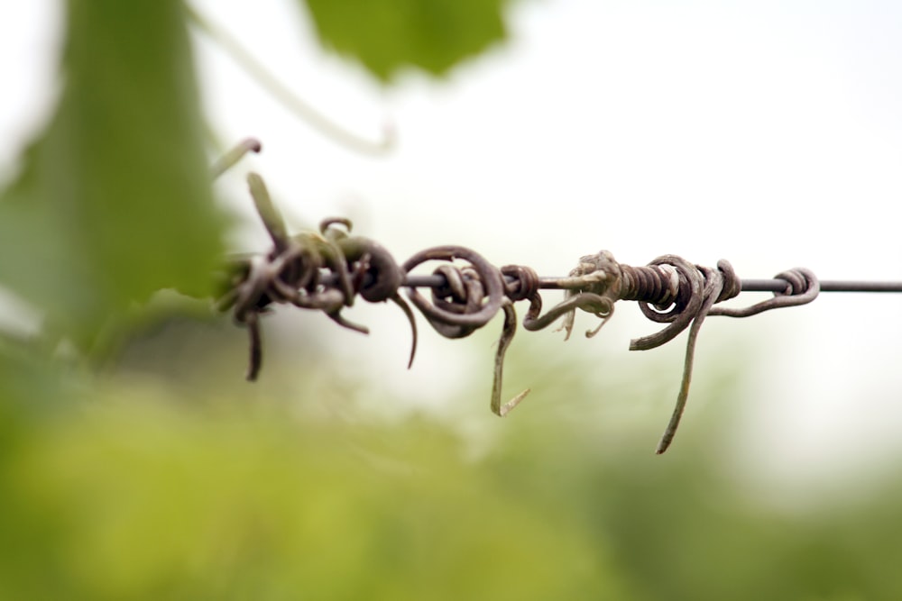 shallow focus photography of vines on steel wire