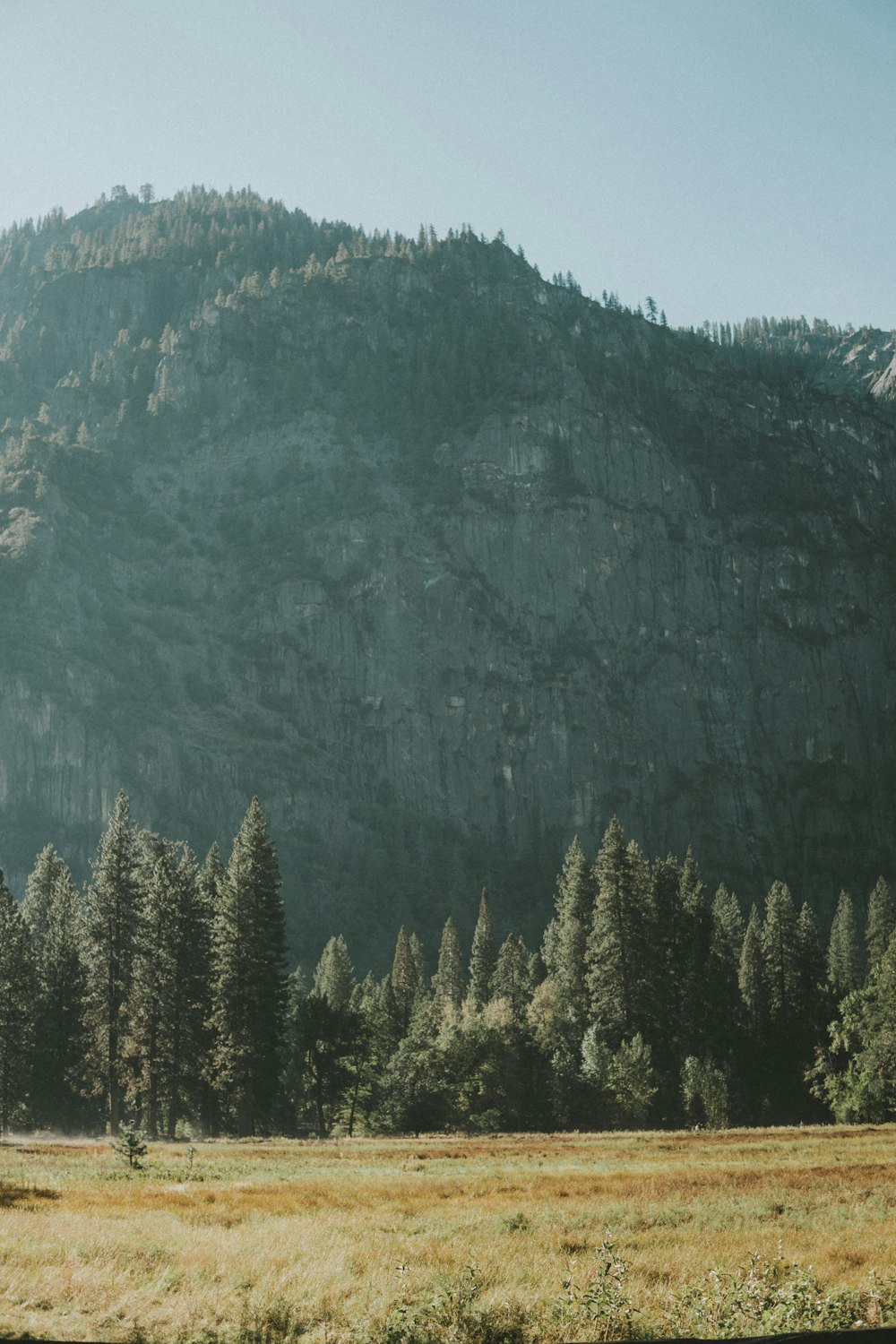 photo of pine trees near mountain