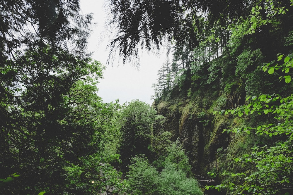 photo of nature tall trees under white clouds at daytime