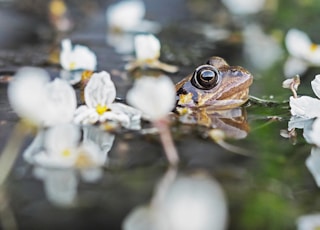 brown frog in body of water