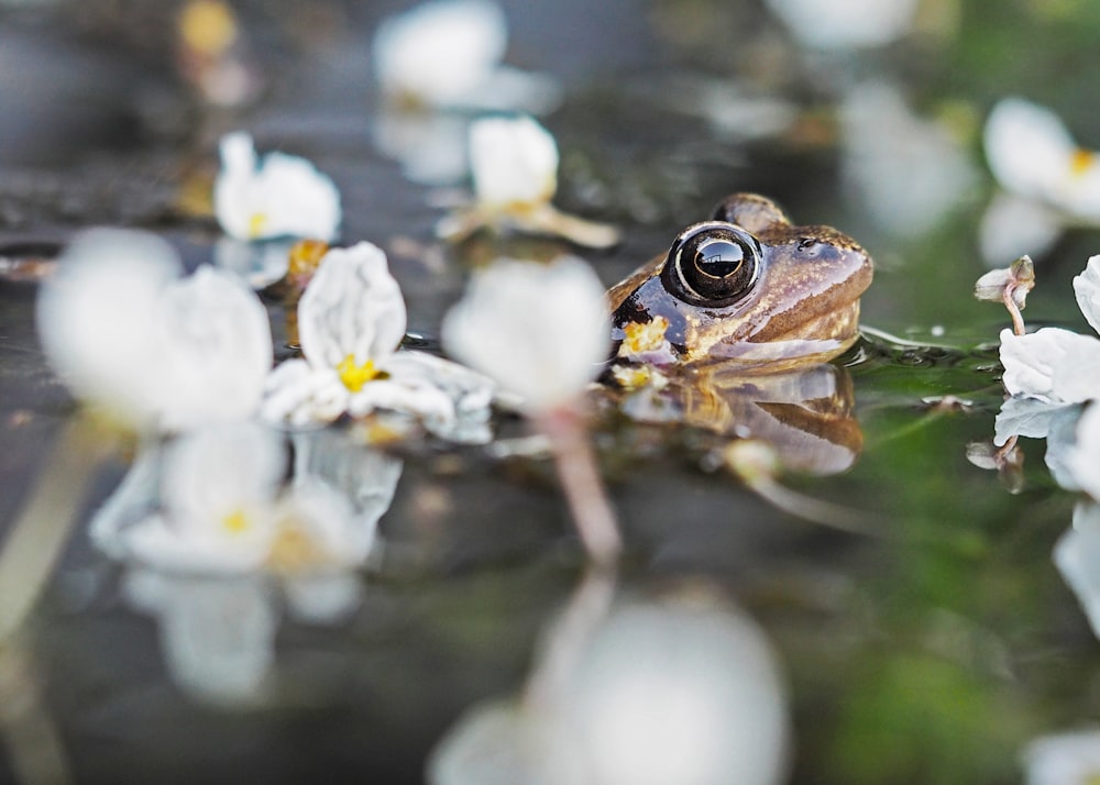 brown frog in body of water