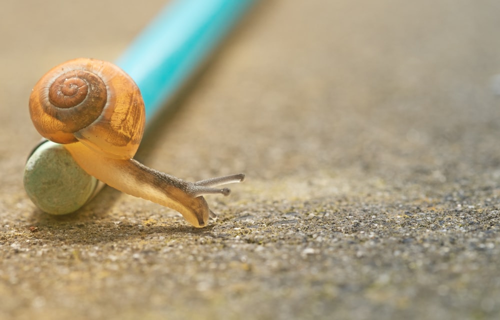 오렌지 달팽이가 땅에 연필을 기어 내려 놓는 근접 촬영 사진