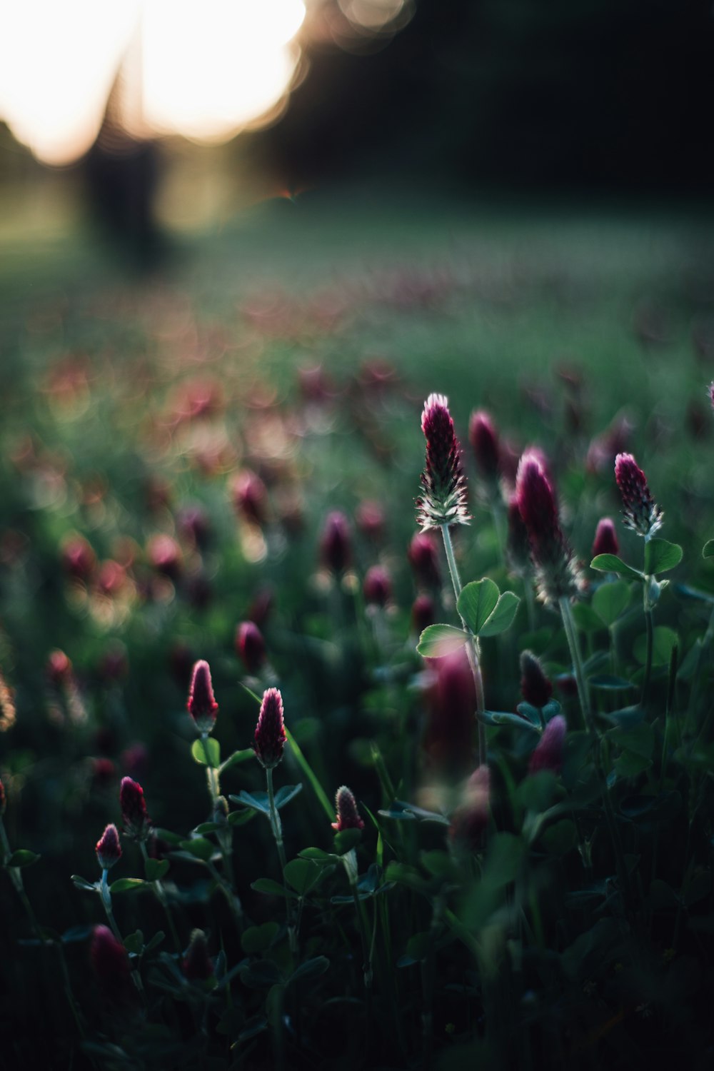 Selektive Fokusfotografie der blühenden roten Blume
