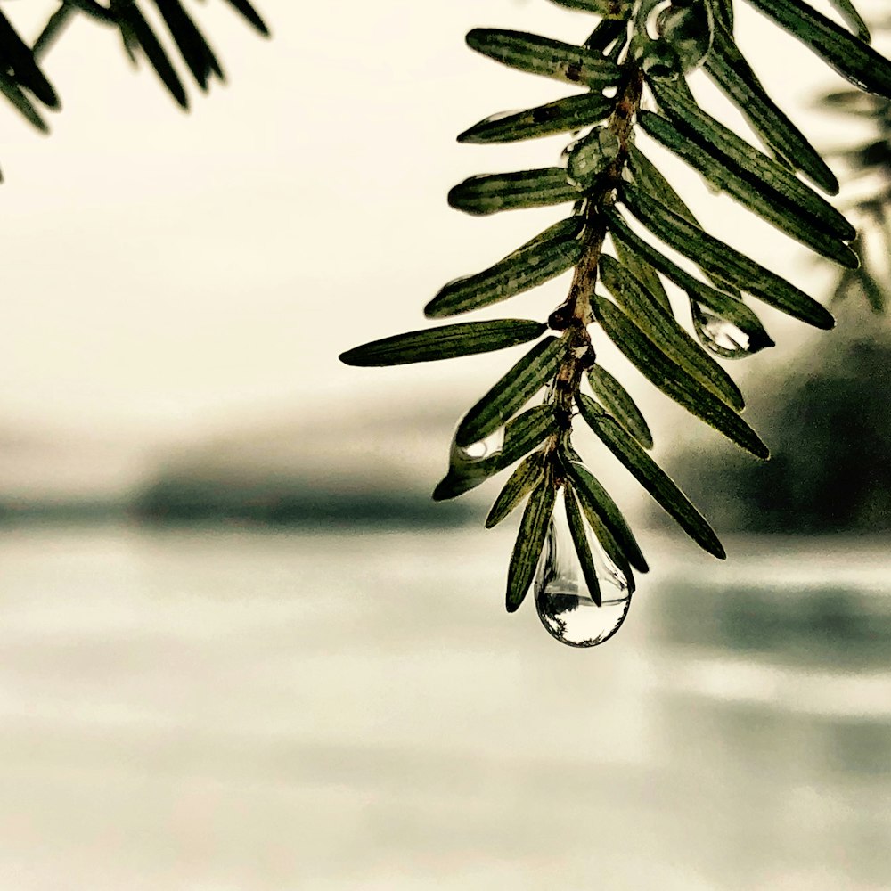 shallow focus of green leaves with water droplets