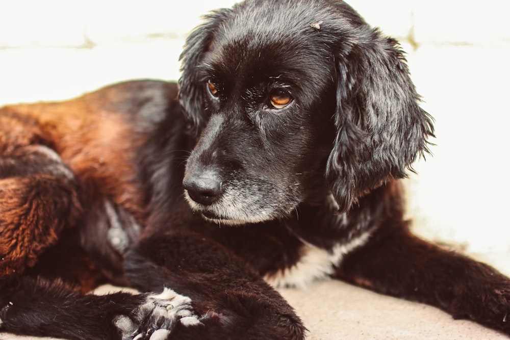 short-coated brown and black dog laying on floor