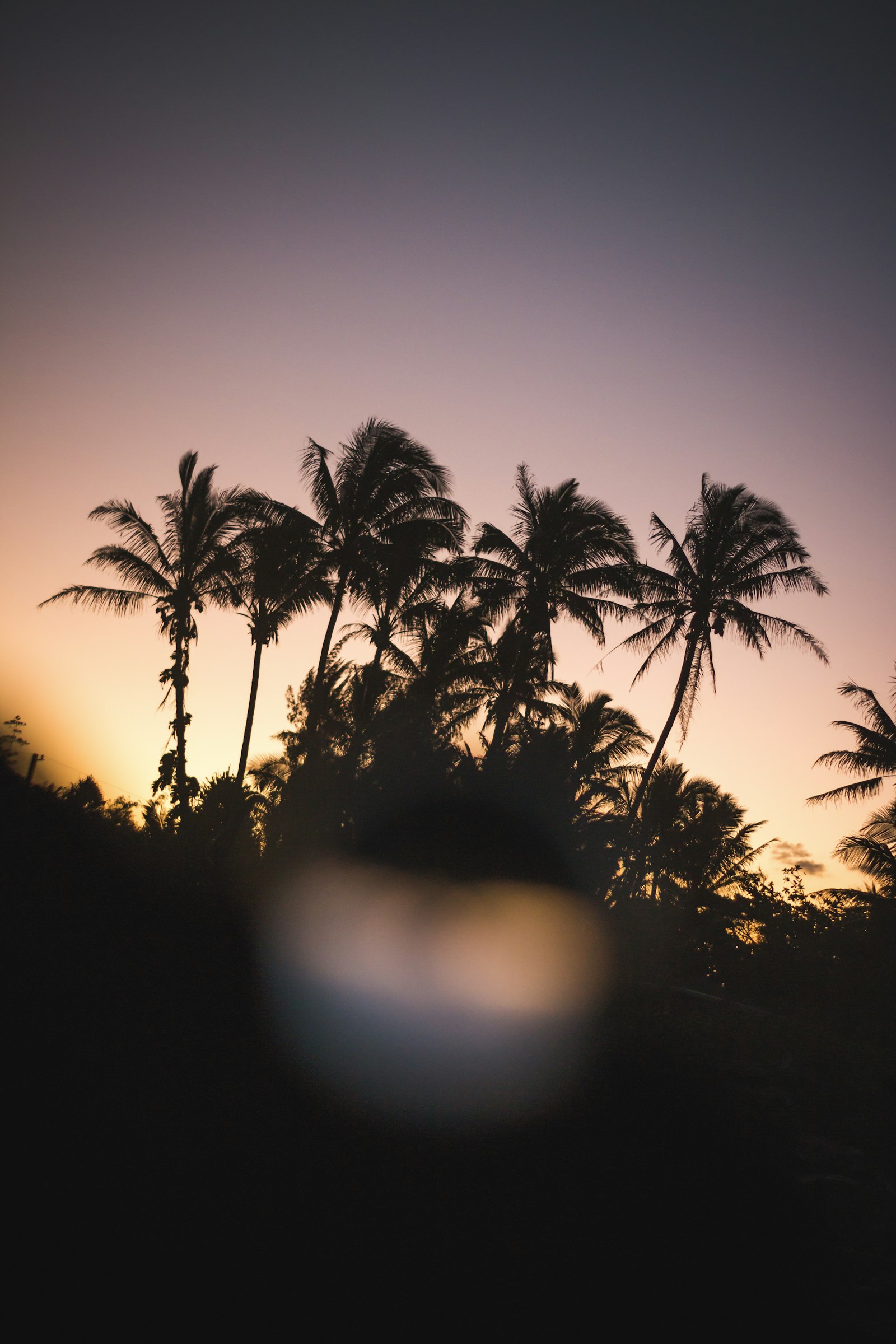 Canon EOS 70D + Yongnuo YN 50mm f/1.8 sample photo. Silhouette photo of palm photography