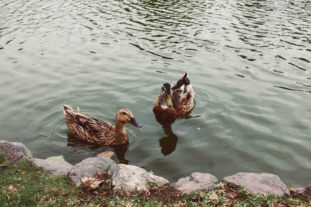 two brown ducks on body of water