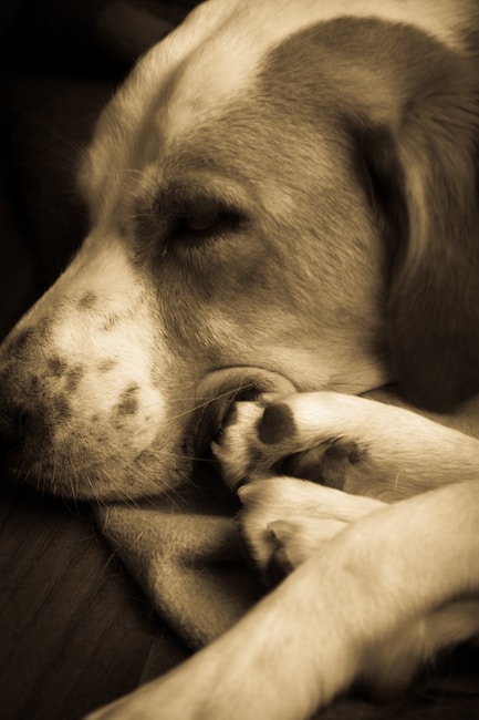 A close-up view of a dog peacefully sleeping, with its head resting on its paws. The image has a sepia tone, giving it a warm, vintage feel. The focus is on the dog's relaxed face and soft fur, conveying a sense of calmness and tranquility.