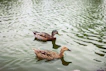 two brown ducks floating on water