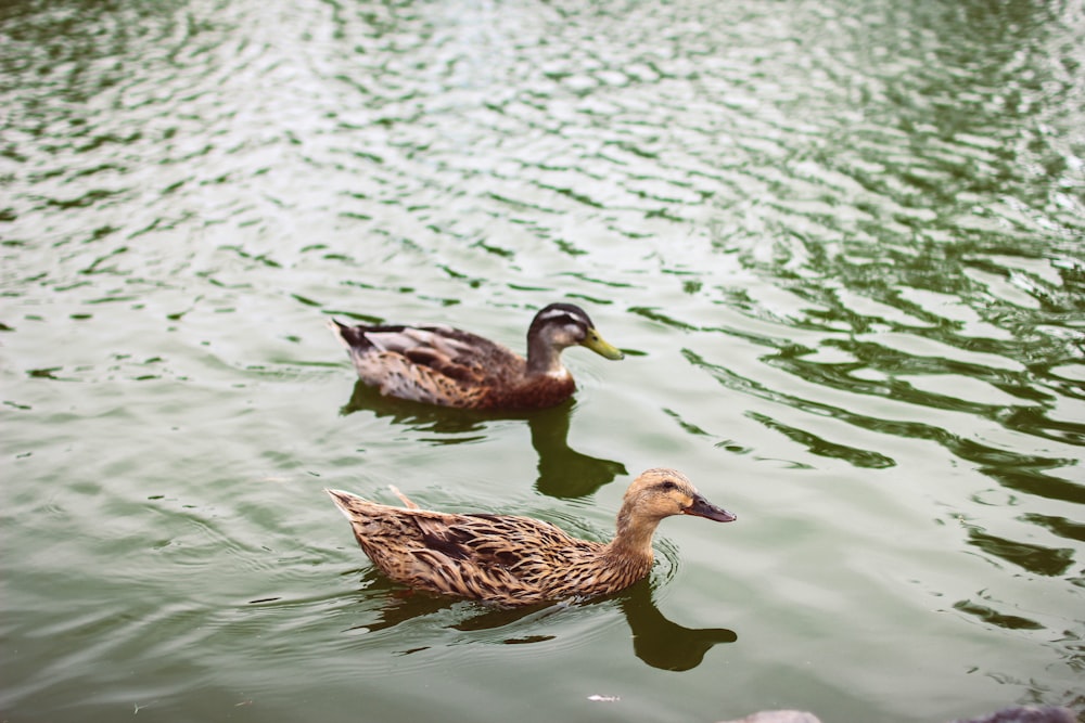 two brown ducks floating on water