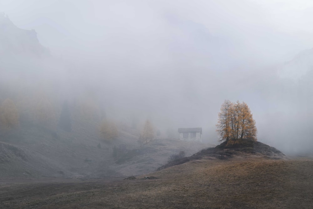 albero marrone circondato da nebbia durante il giorno