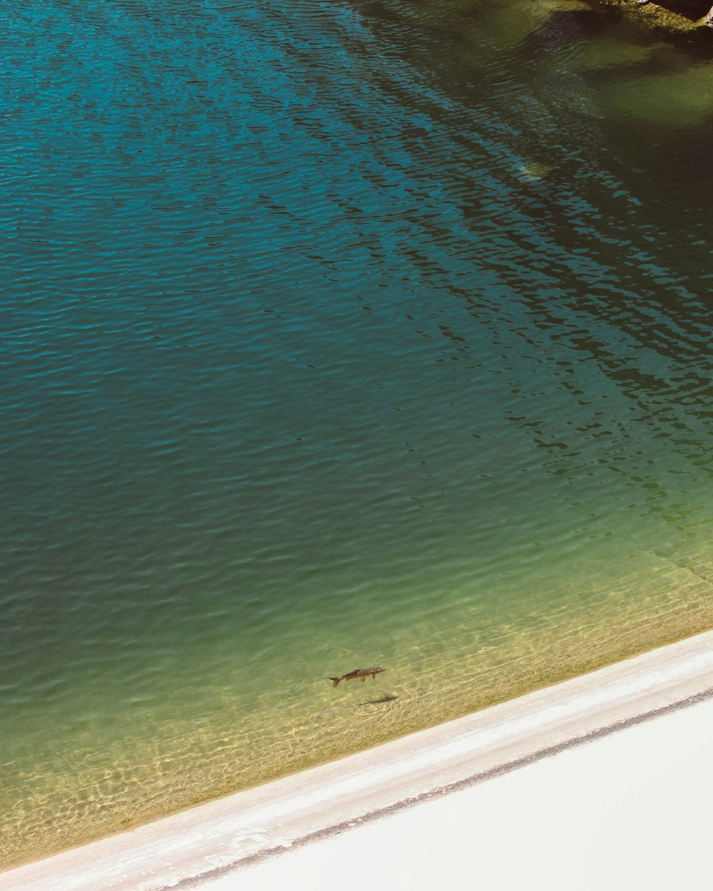 brown fish in body of water