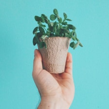 Close-up of hands holding a healthy tulsi plant in a small pot.