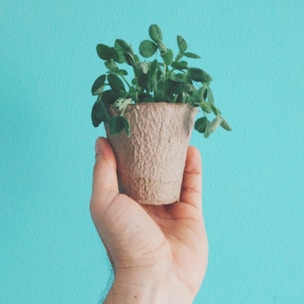 Close-up of hands holding a healthy tulsi plant in a small pot.