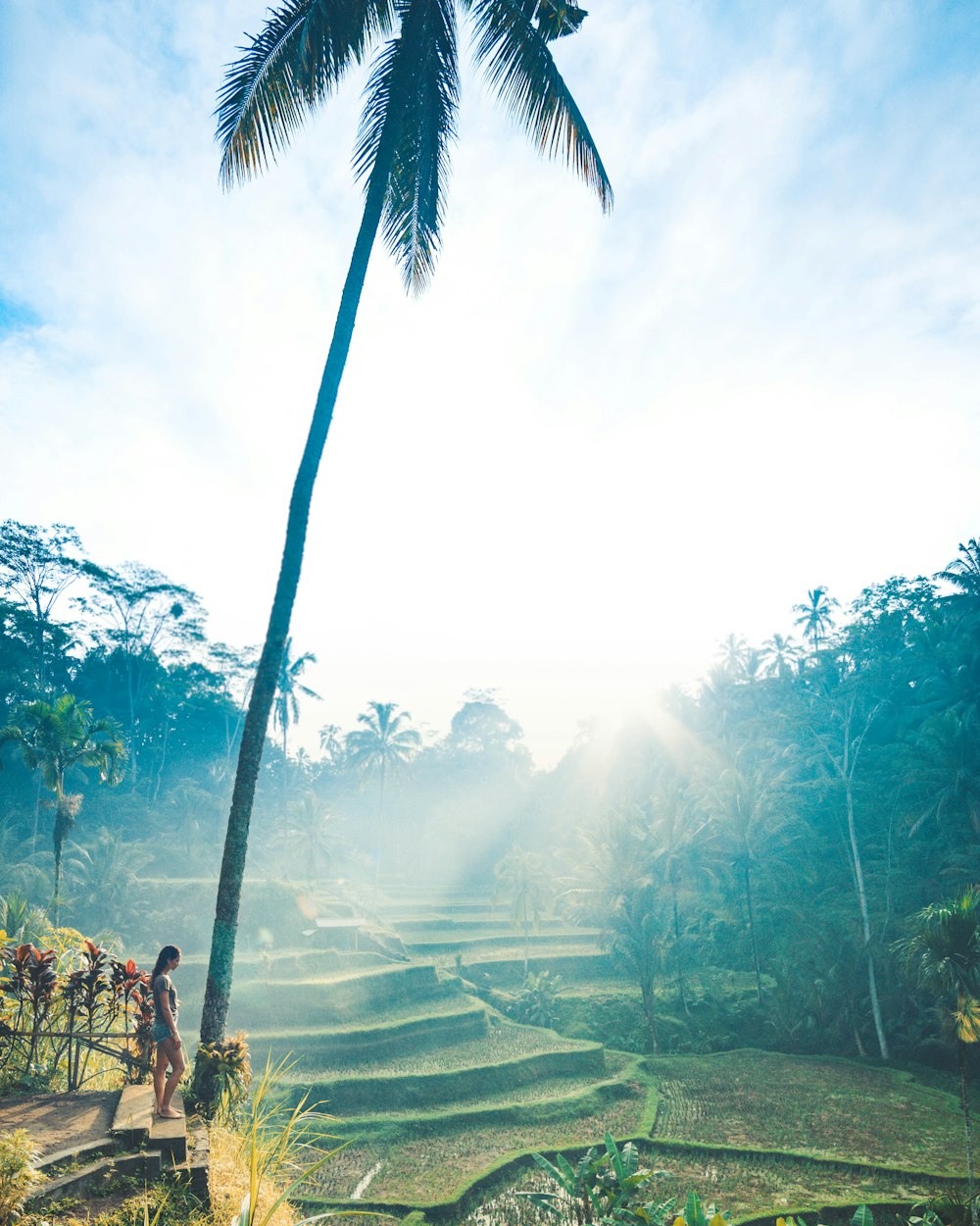 woman standing beside the coconut tree