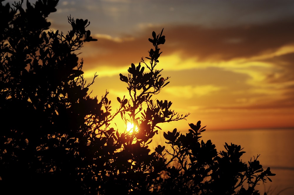 silhouette of trees at sunset