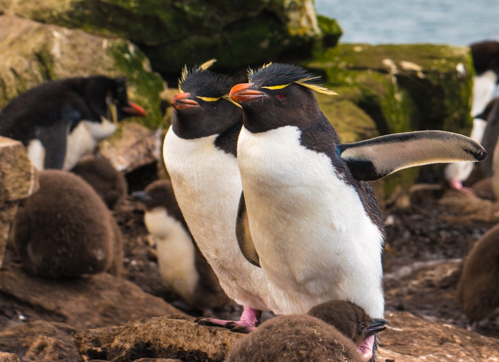 two white penguins walking near each other near sea