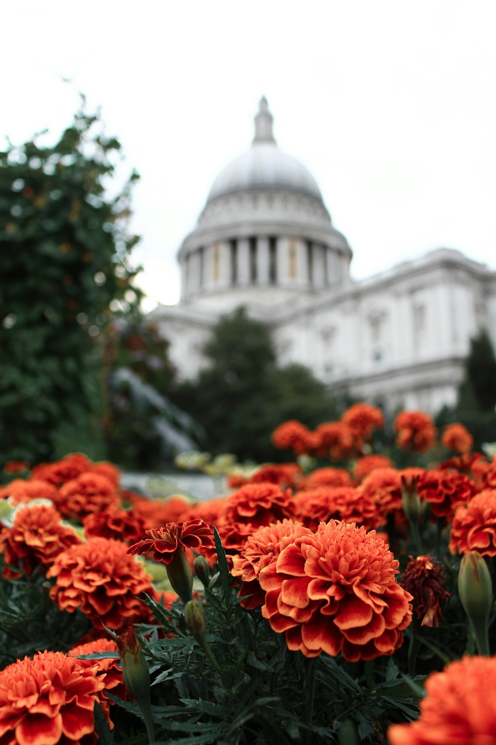 depth of field of red flowers