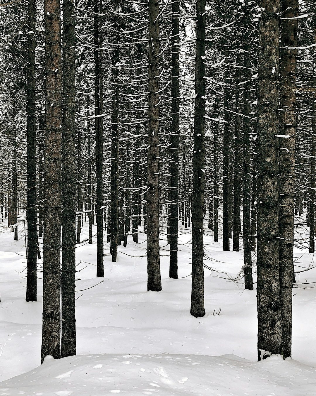 Spruce-fir forest photo spot Paneveggio - Pale di San Martino Zillertal Alps