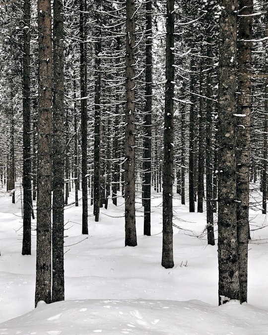 photo of leafless trees in Paneveggio - Pale di San Martino Italy