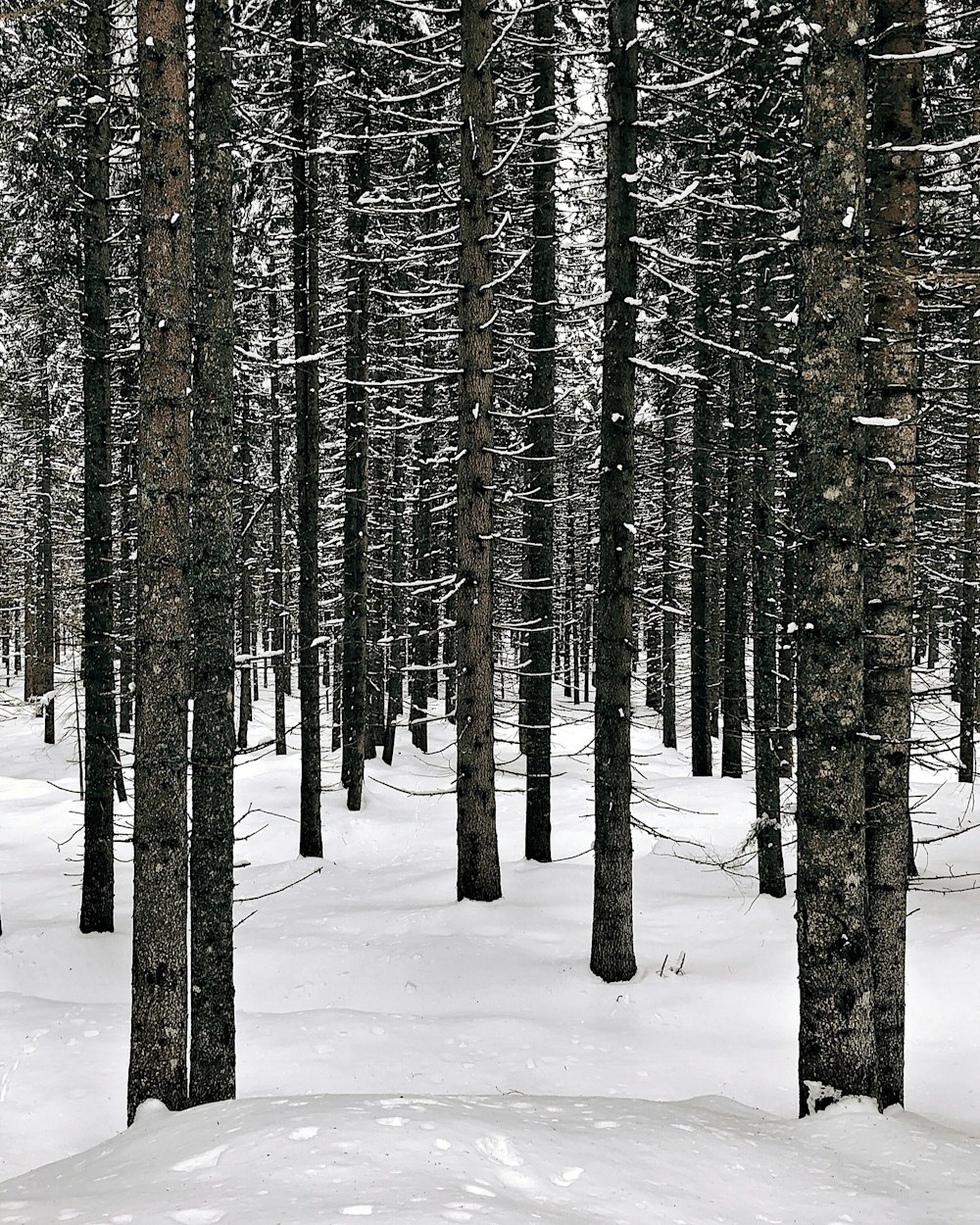 photo of leafless trees