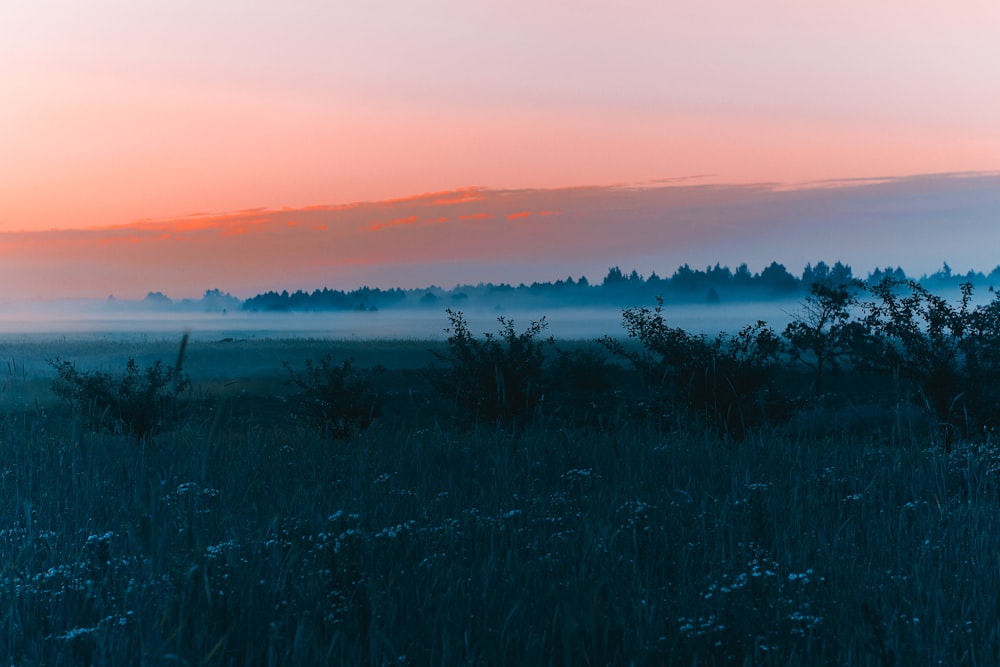 silhouette of trees