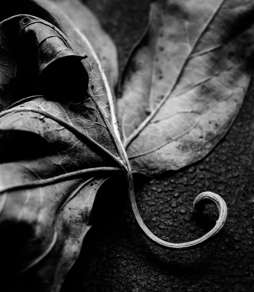 grayscale photo of leaf