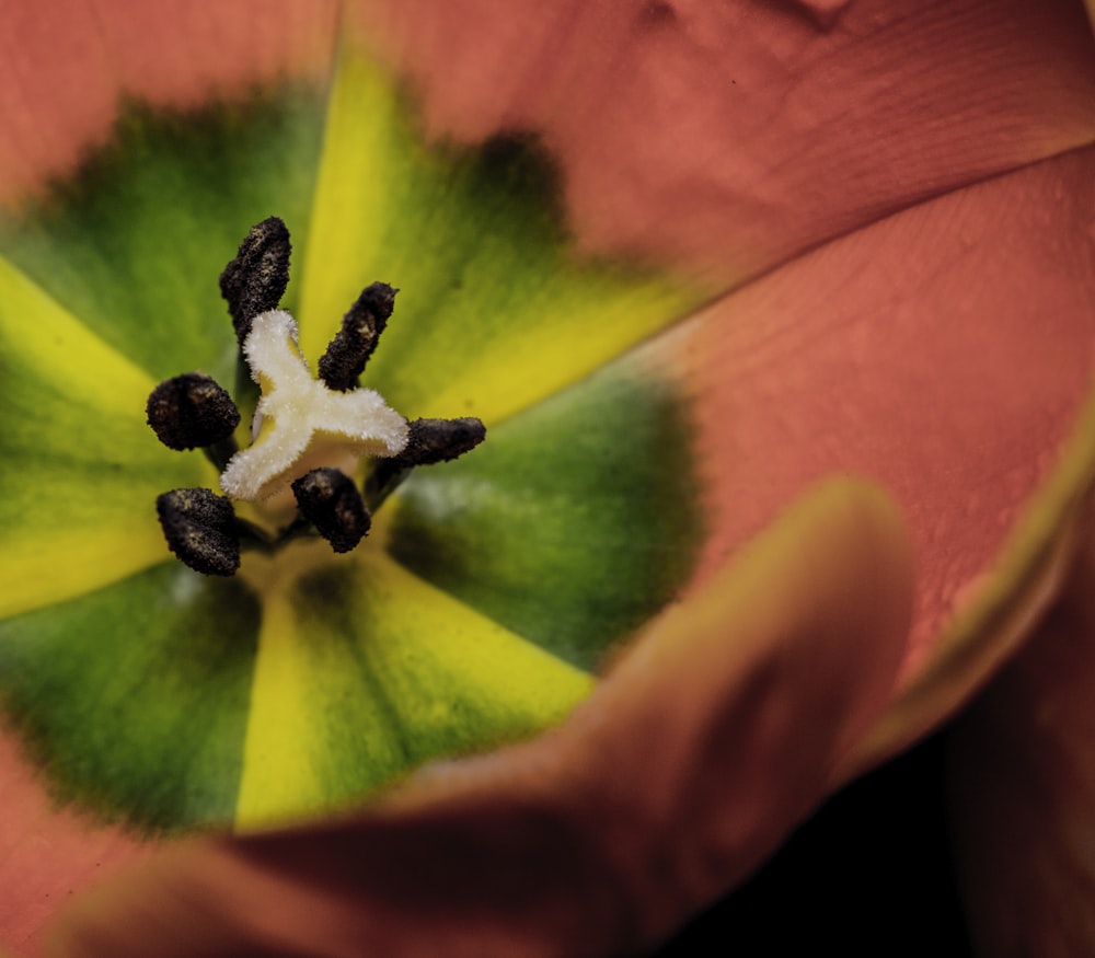 closeup photo of pink and green petaled flower