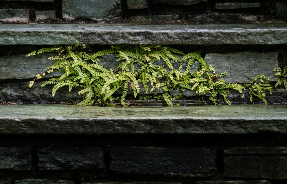 pianta di felce verde su muro di cemento grigio