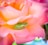 green frog and pink rose
