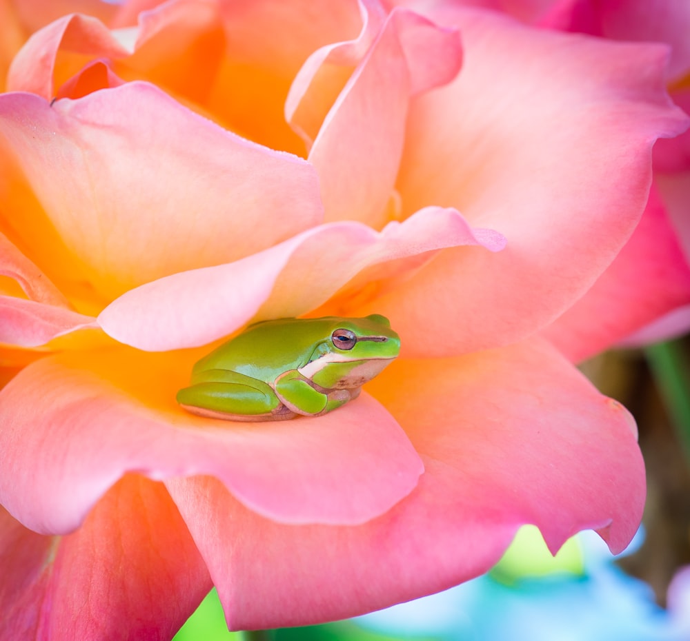 grüner Frosch und rosa Rose