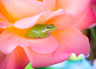 green frog and pink rose